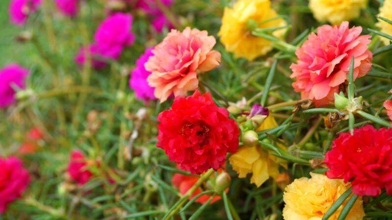 10 cành hoa mười giờ mix màu