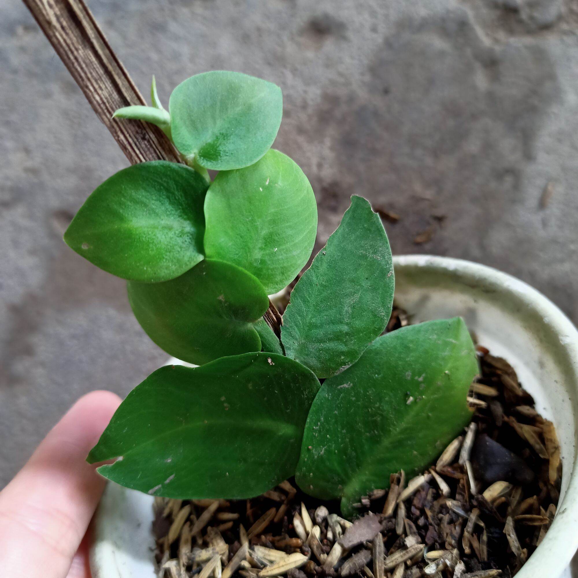 Chậu cây tắc kè thái leo cột