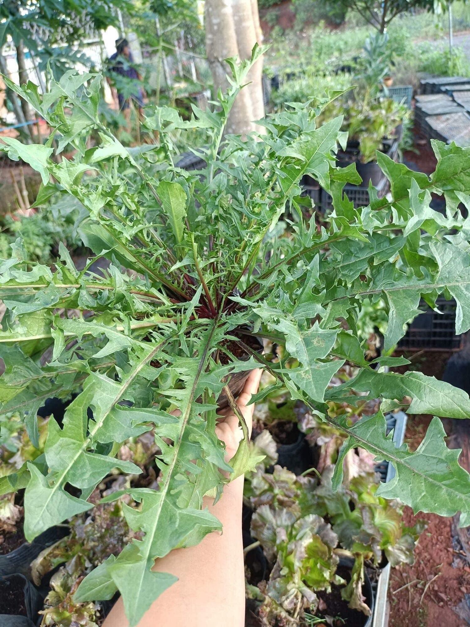 Bồ công anh hoa vàng