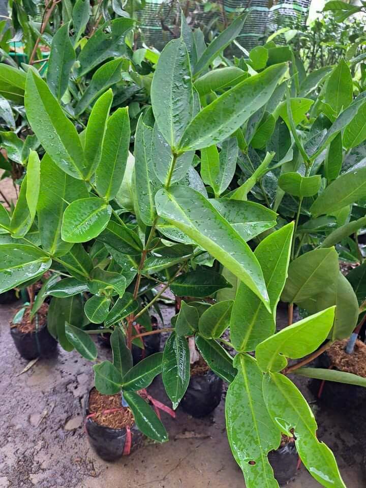 CÂY GIỐNG MẬN ẤN ĐỘ MAU CHO TRÁI