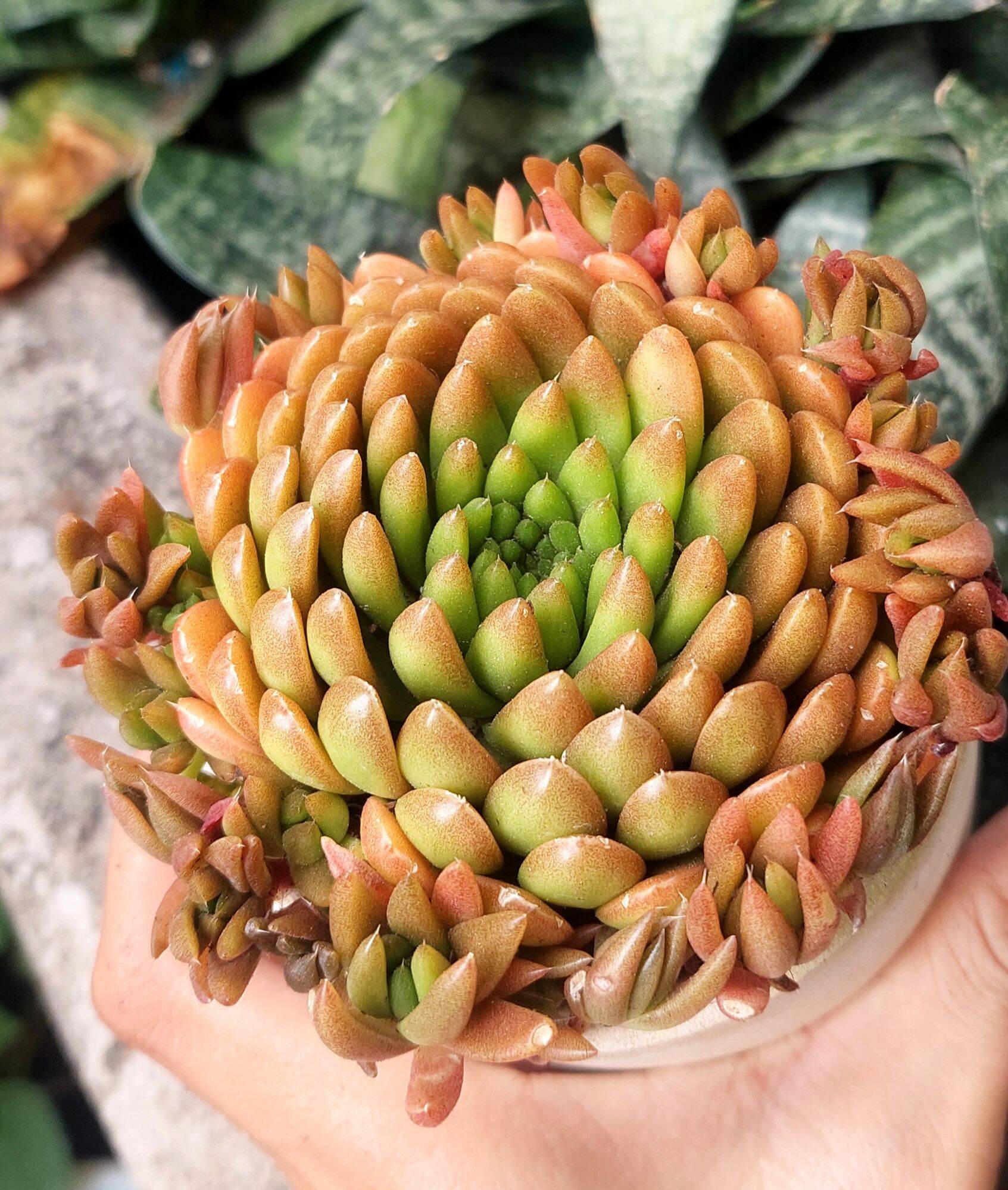 Sen đá BIẾN HÌNH size 9- 10 cm