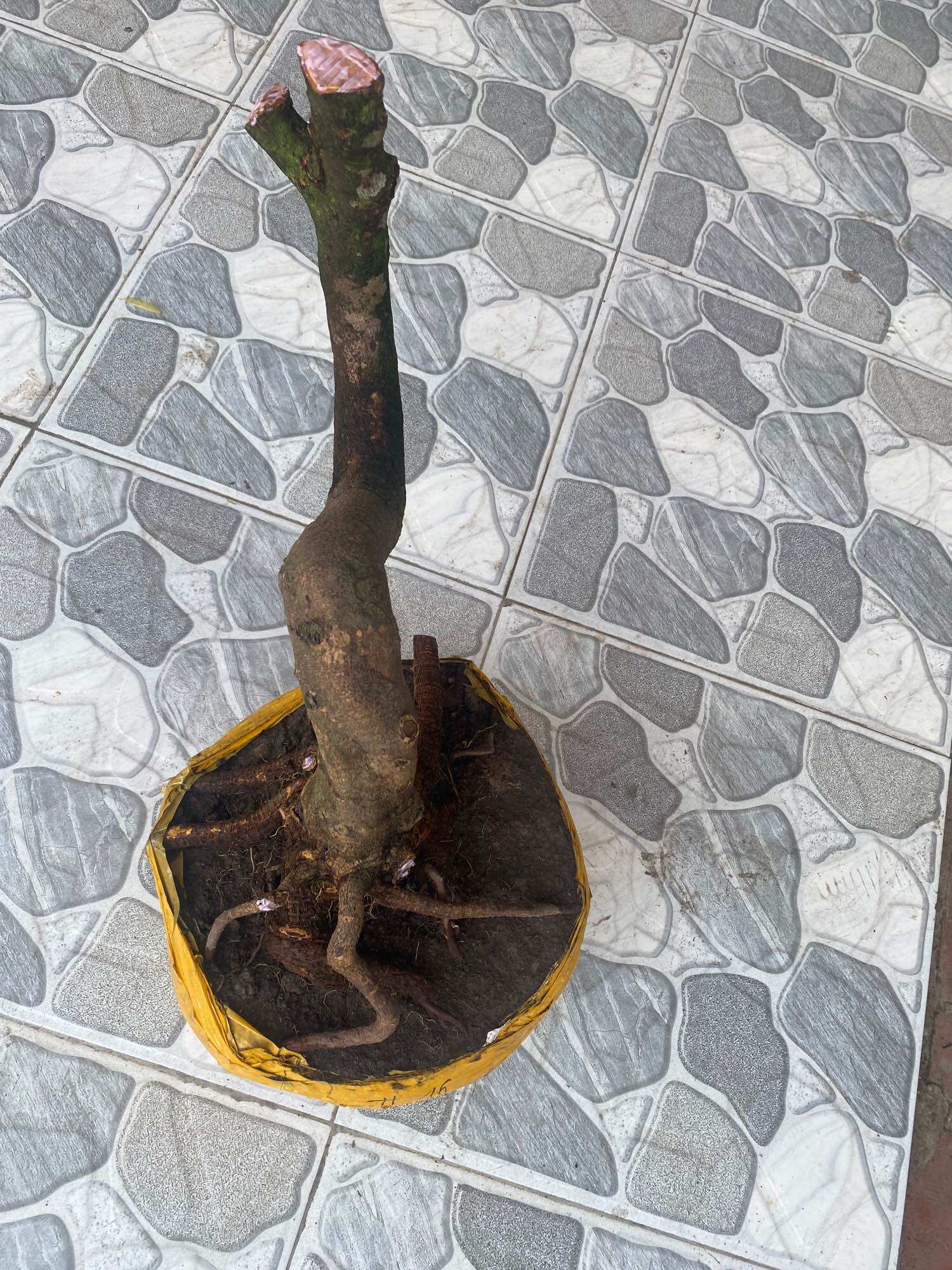 Phôi mai vàng dáng long ( như hình )