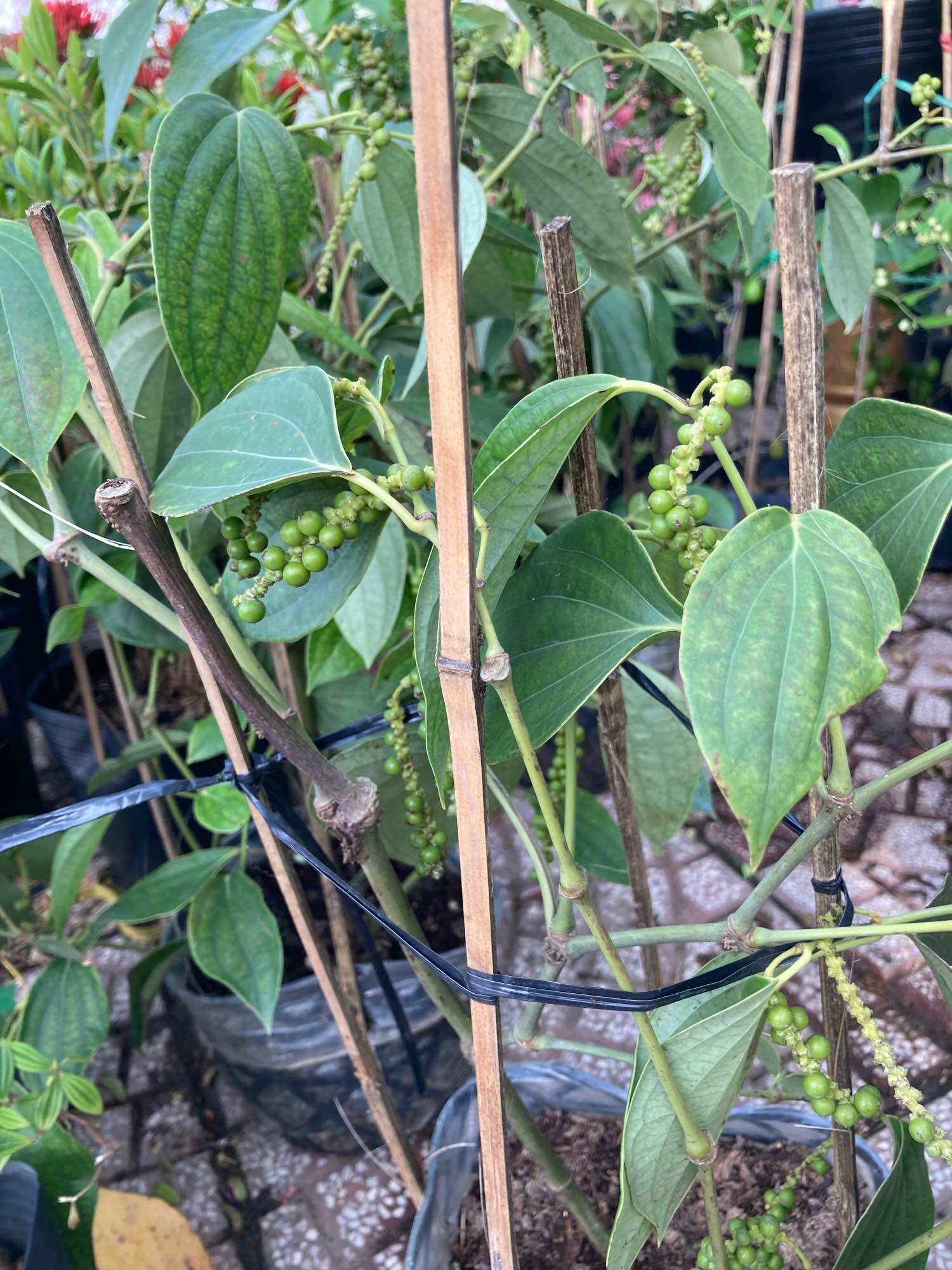 Dây tiêu xanh chậu đang trái
