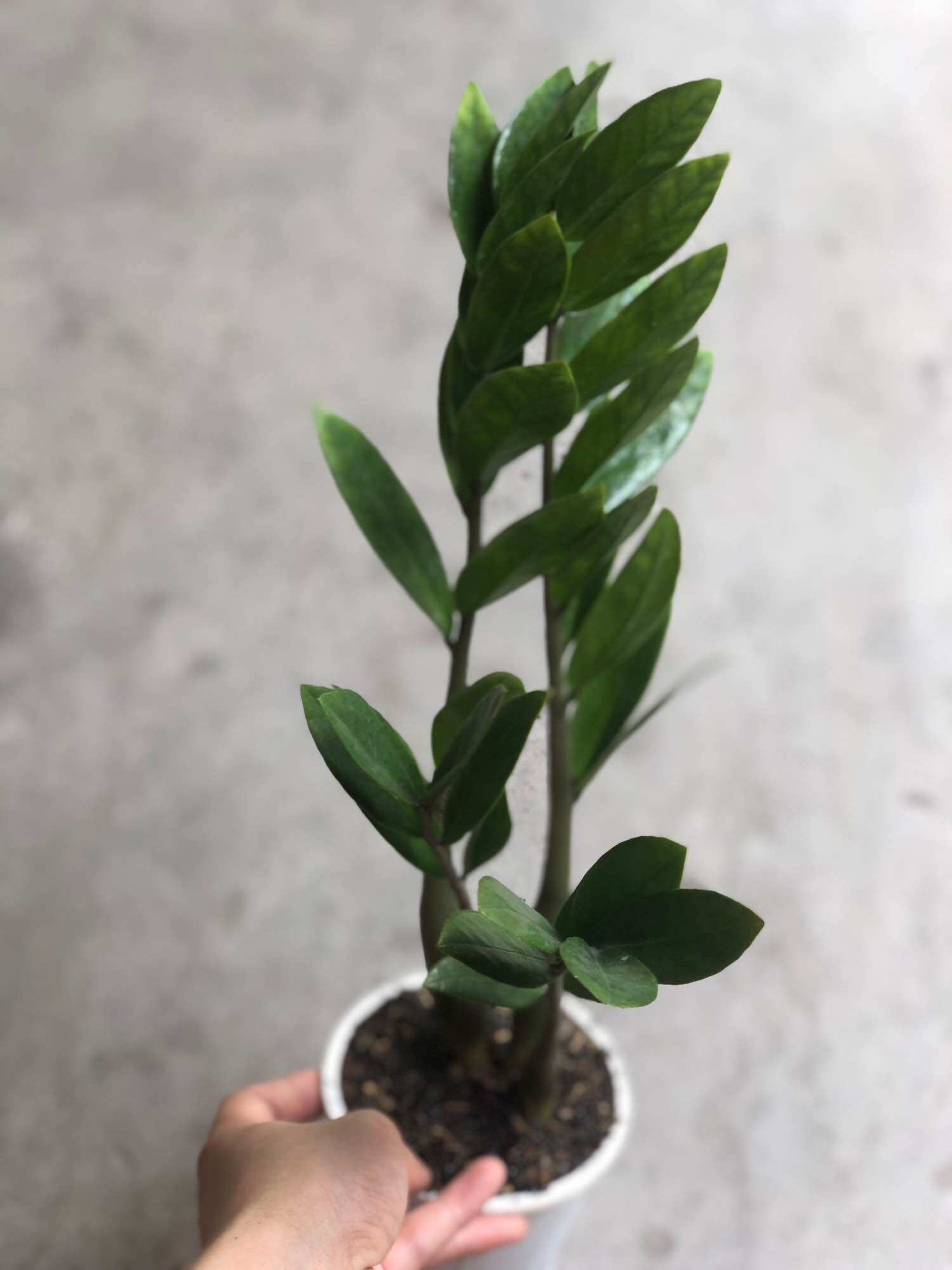 Cây kim tiền mini (không bao gồm chậu)