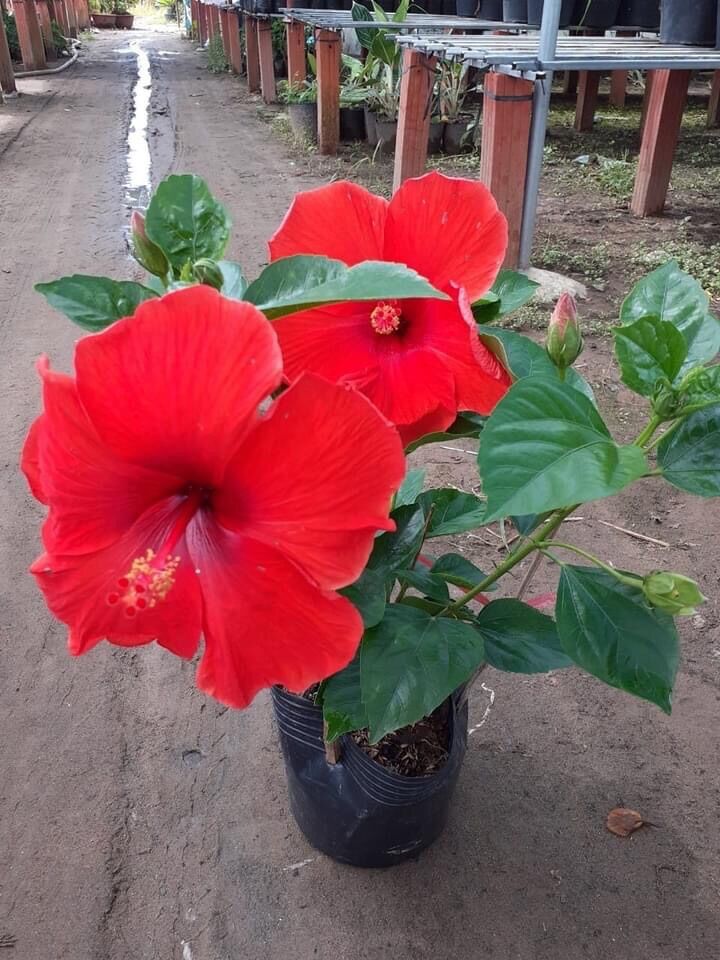 Cây hoa dâm bụt thái nhiều màu