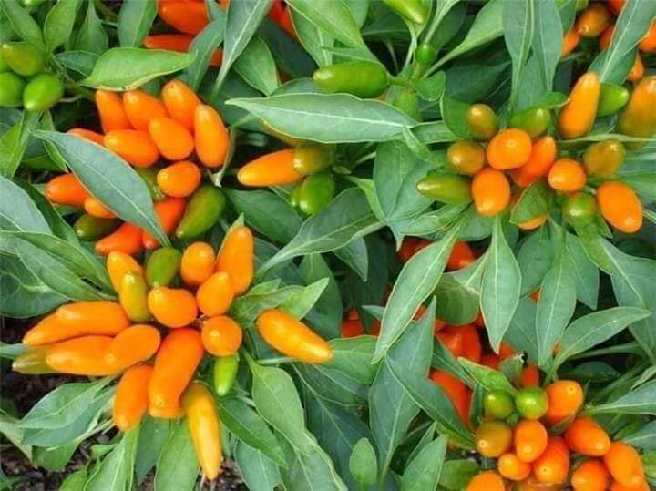 Hạt Ớt  cam ChiLi siêu cay 2 hạt
