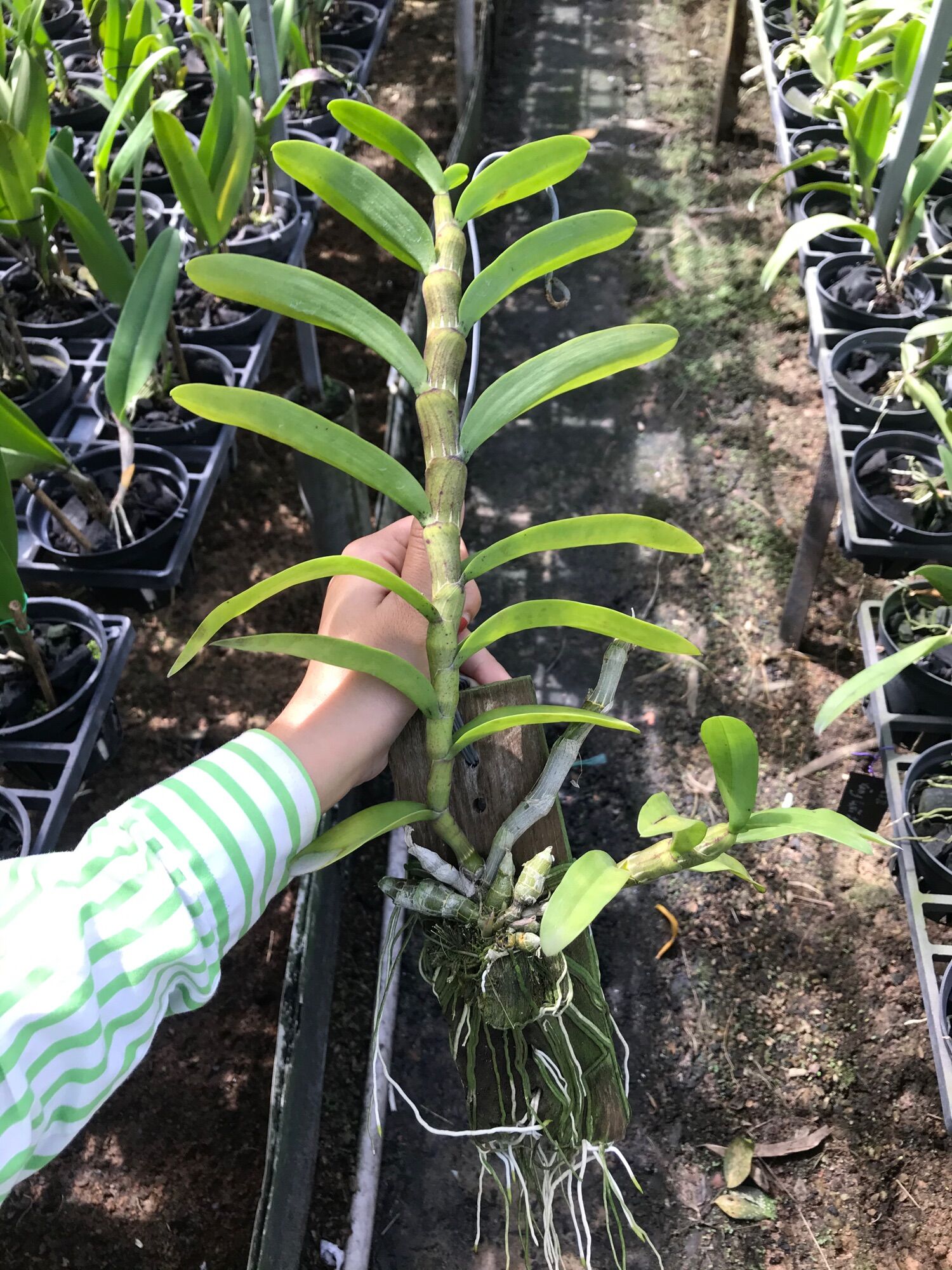 Lan Trầm Tím Bảng Gỗ Hoa Siêu Thơm