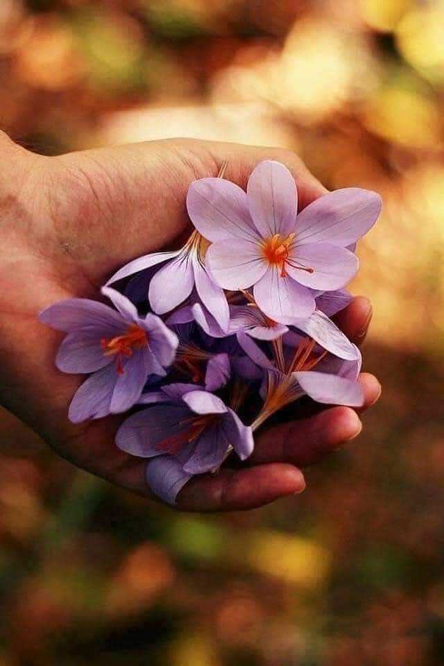 Saffron mật ong hũ 100ml dùng thử