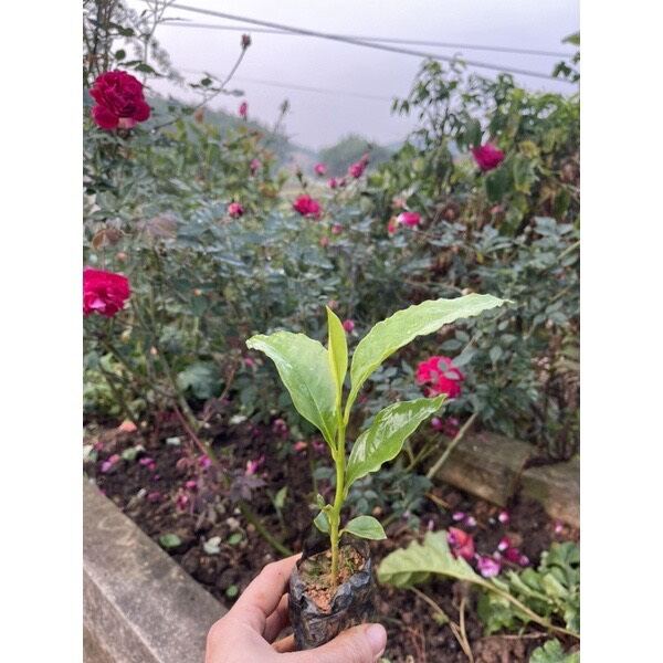 cây giống nhài nhật hoa đỏ