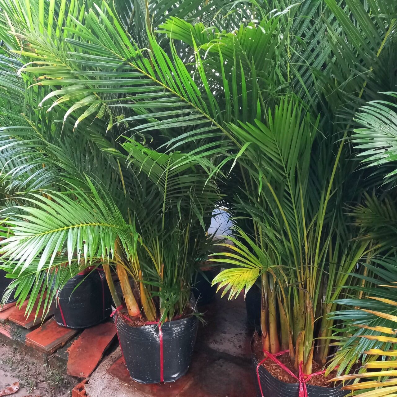 Cây Cau Nhật