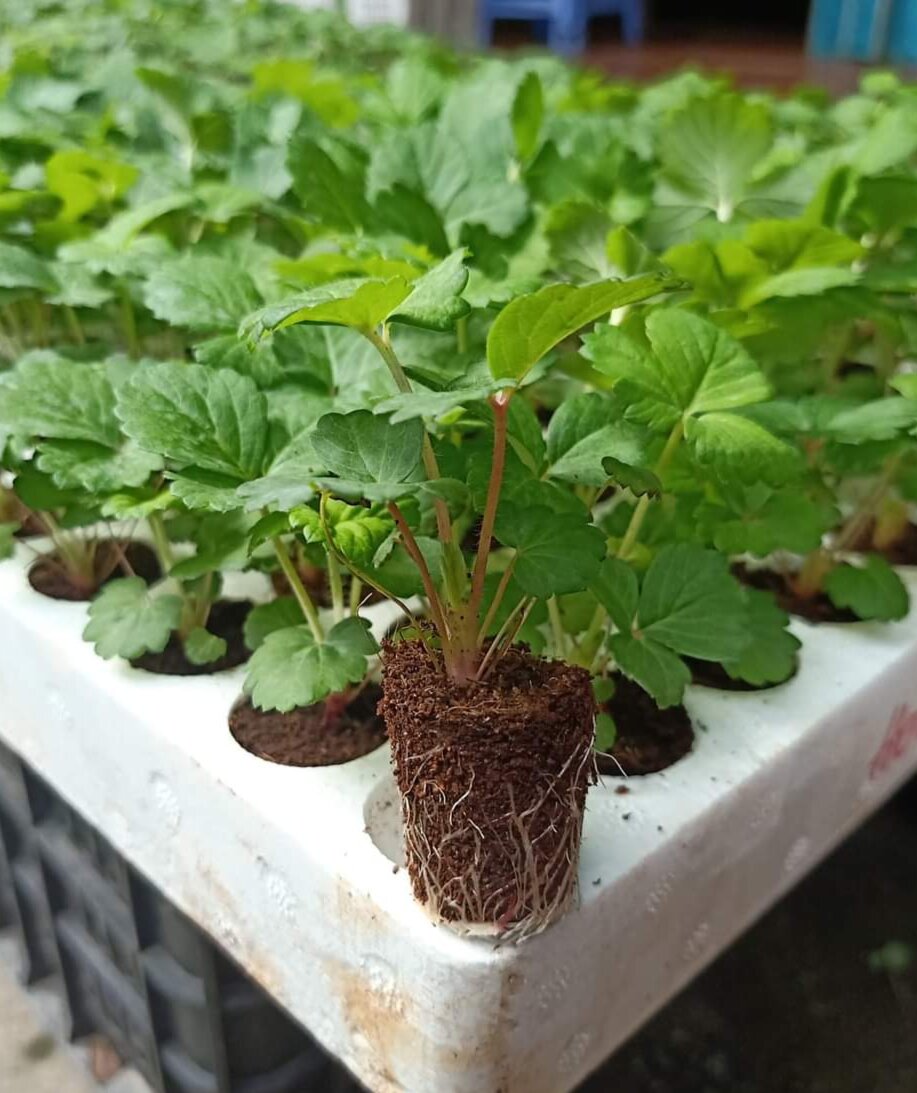 Combo 10 cây mô vỉ dâu Nhật Hoa Đỏ - HÀ LAN HOA HỒNG