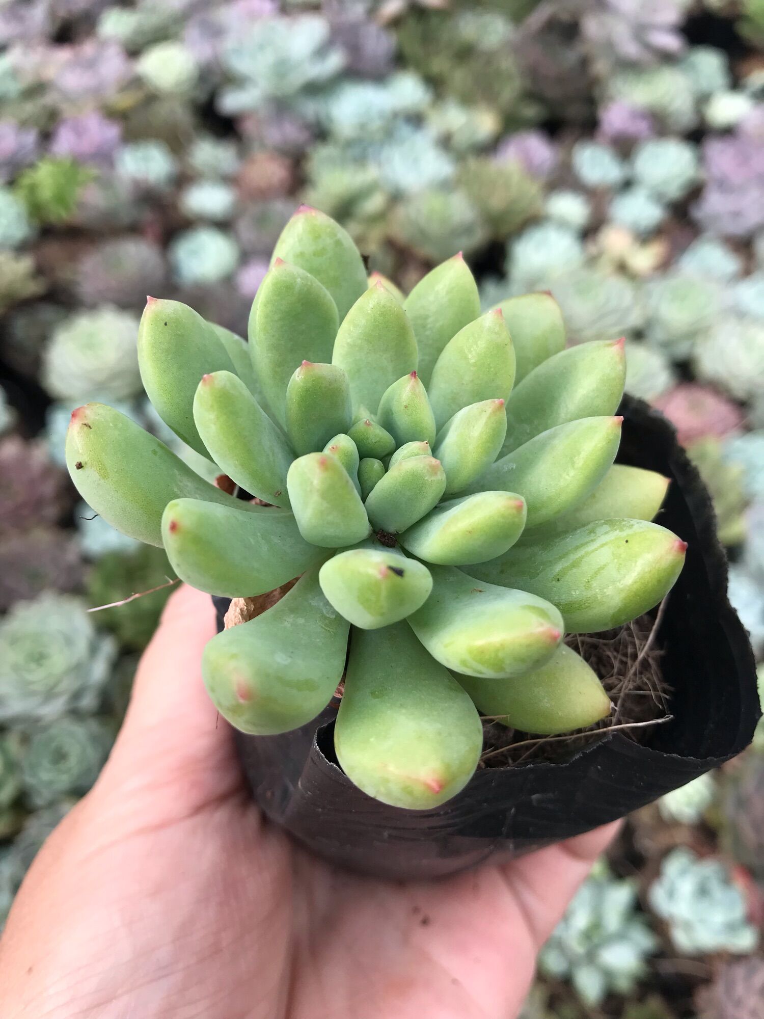 Sen đá thược dược xanh cute bầu