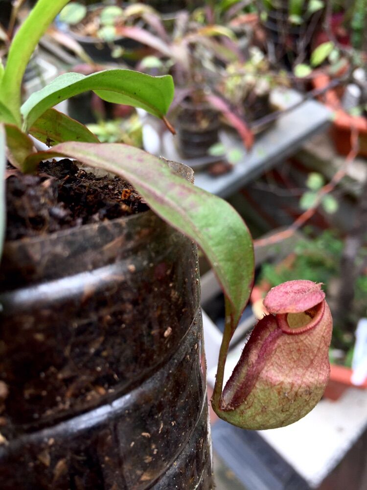 Cây nắp ấm, cây bắt mồi