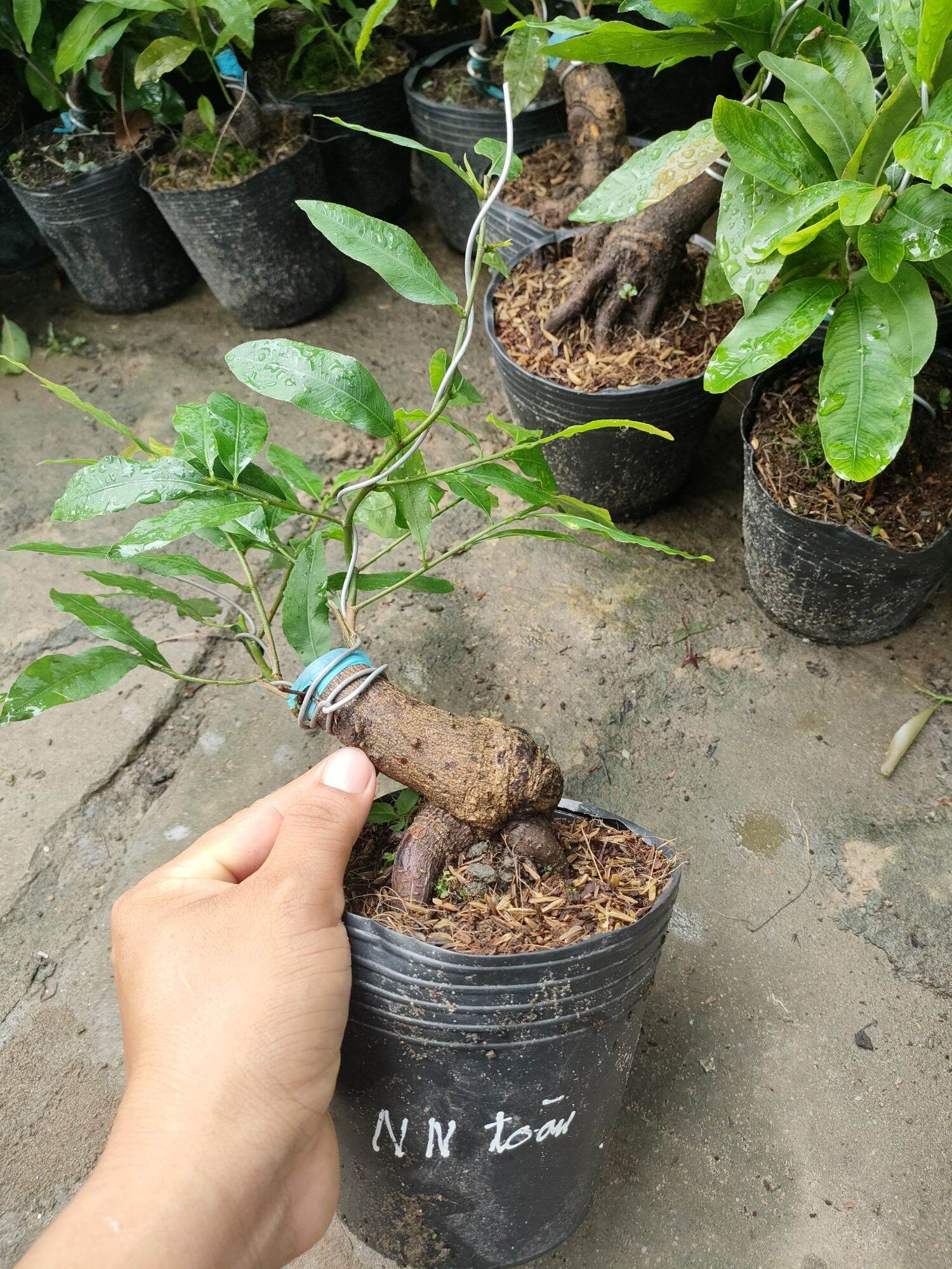 Cây mai nhị ngọc toàn cao 30-50cm ( hoa mai vàng-kem)
