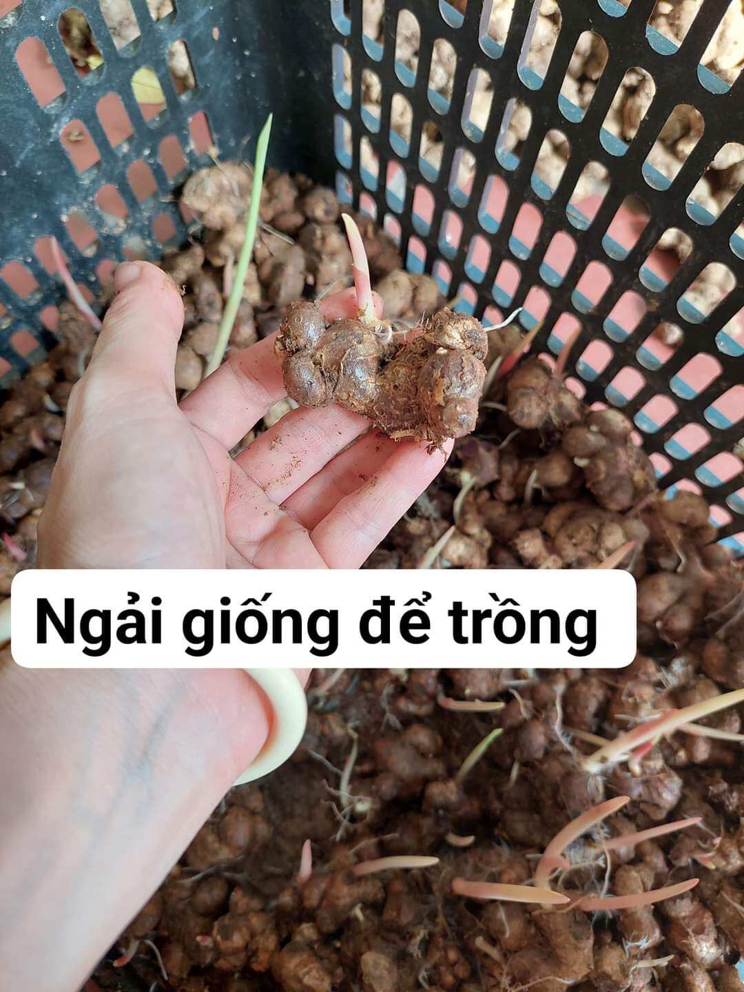 200g gừng đen để giống mọc mầm cao
