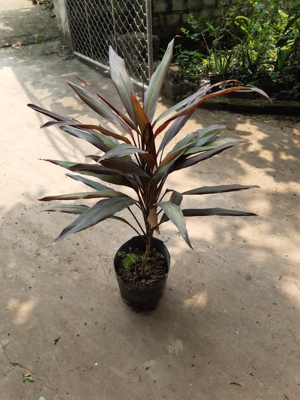 cây huyết dụ như ảnh