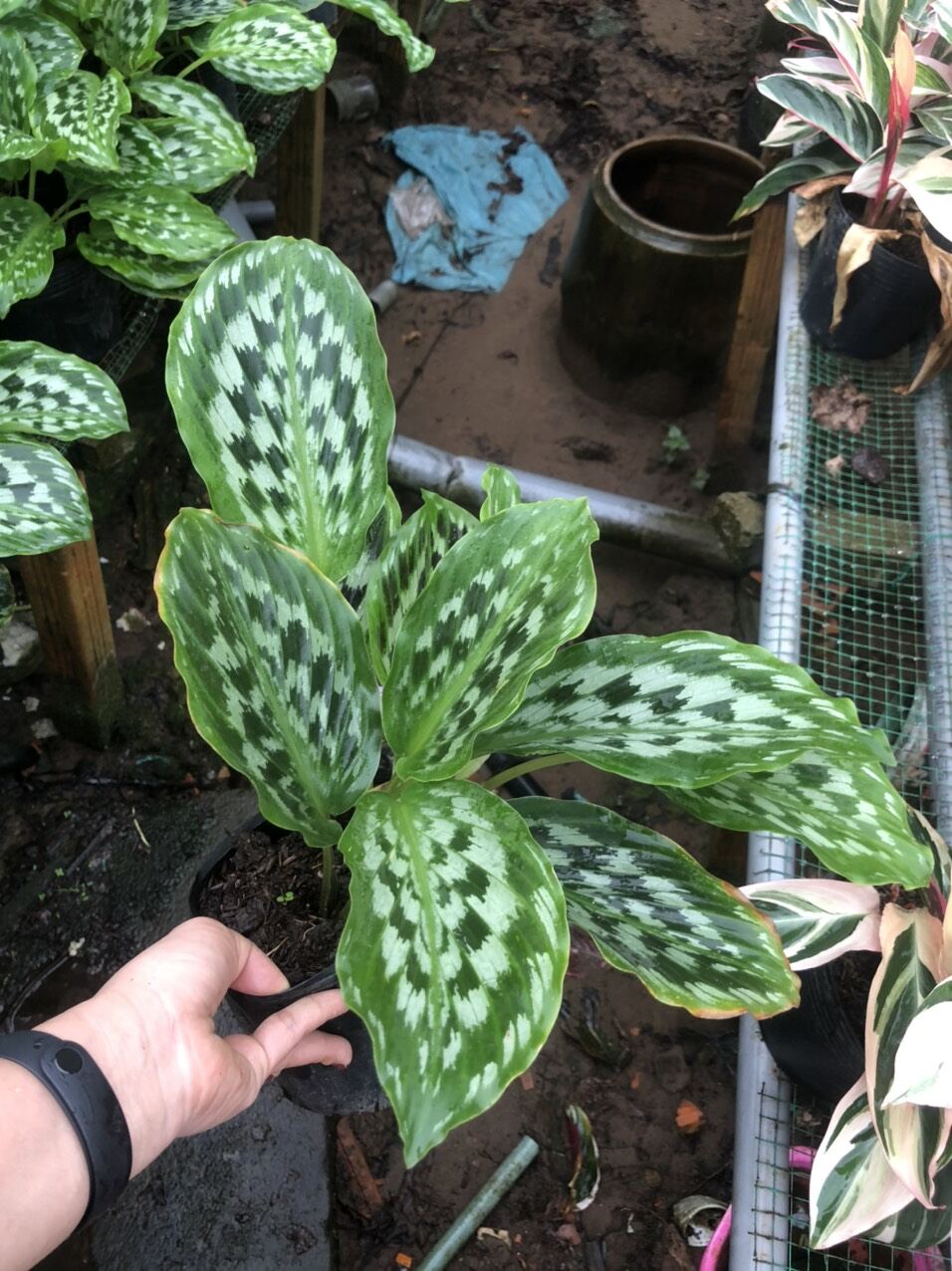 Cây đuôi công calathea merak