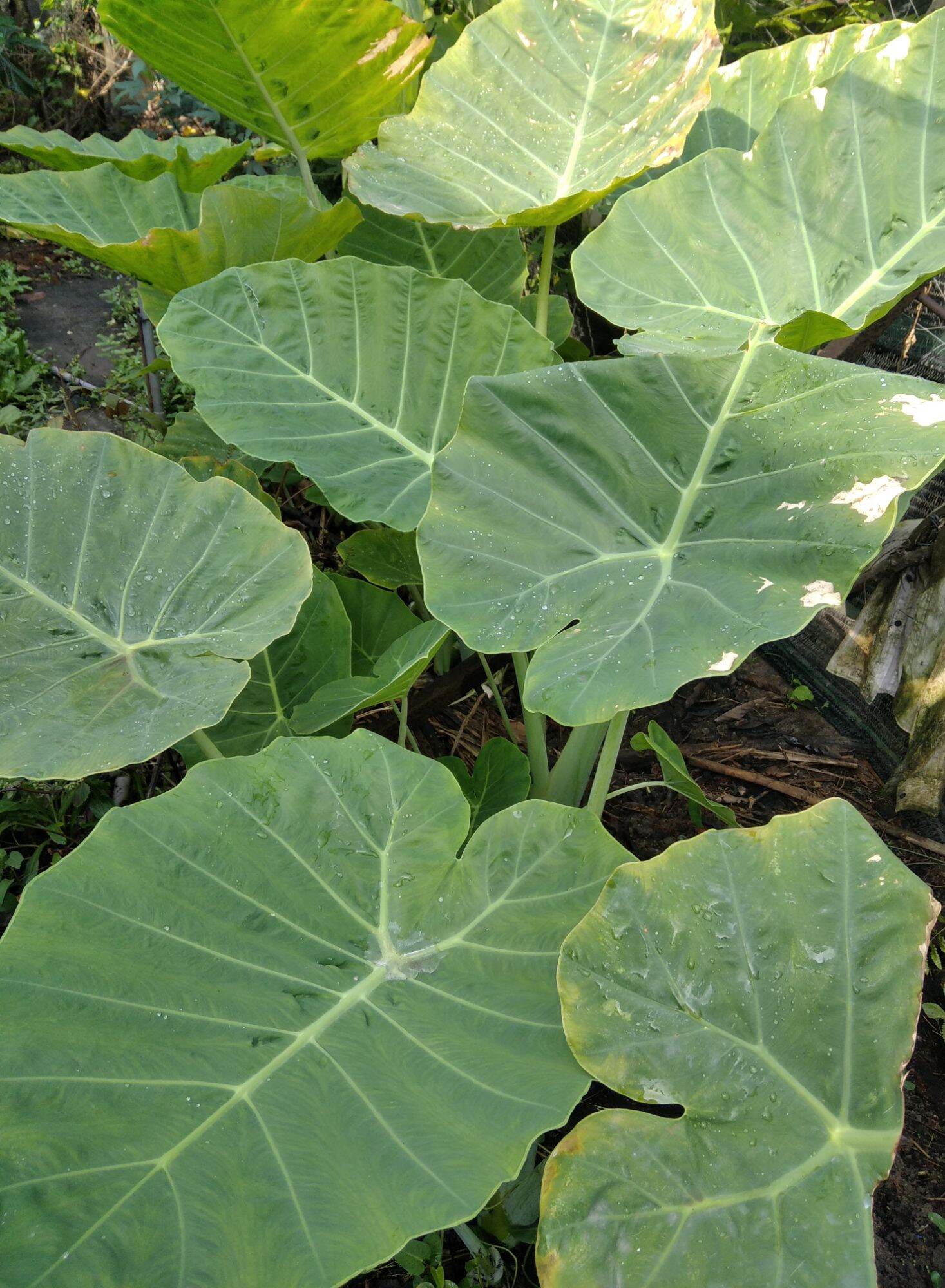 Cây bạc hà/dọc mùng giống