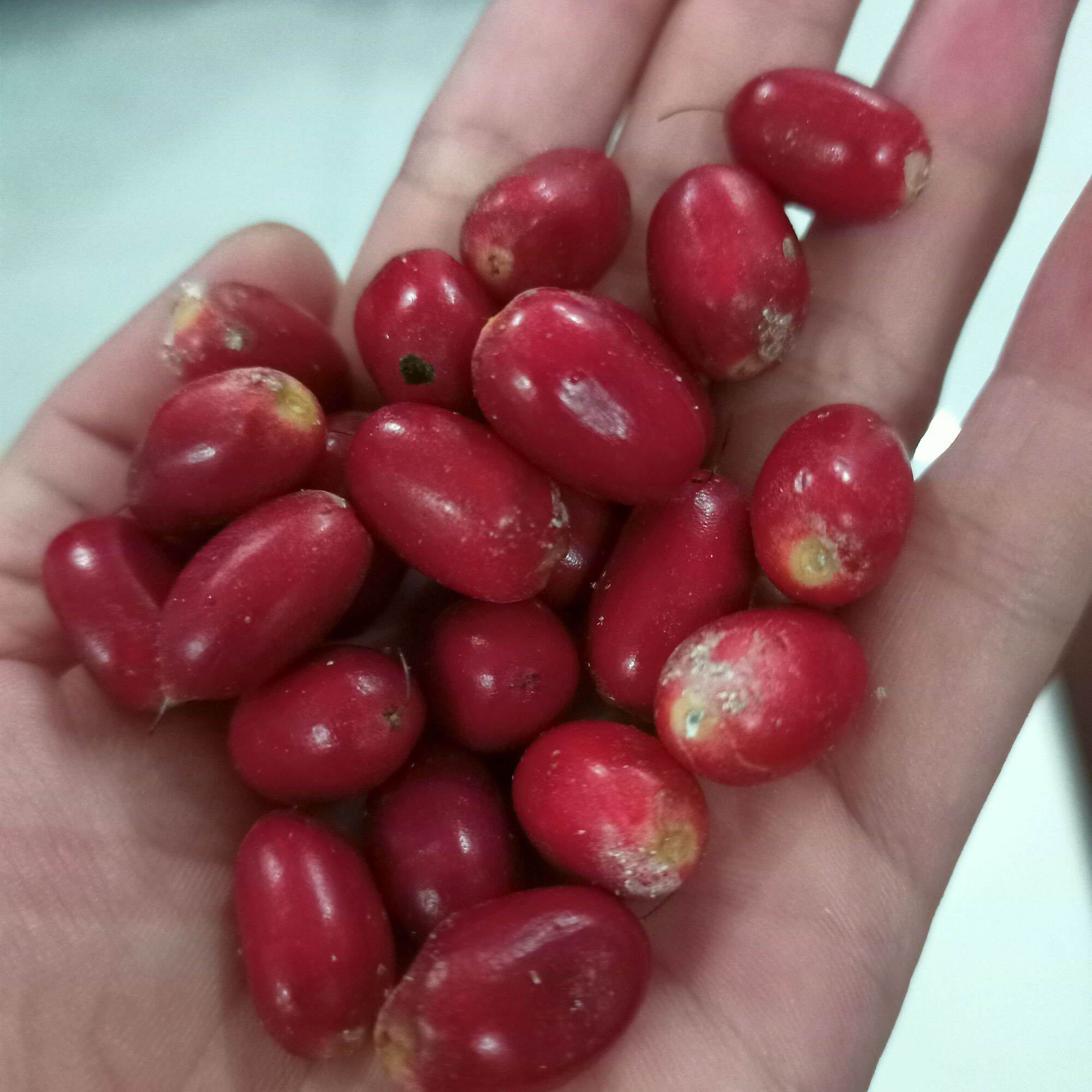 Chậu cây giống thần kỳ - miracle berry đang hoa, trái