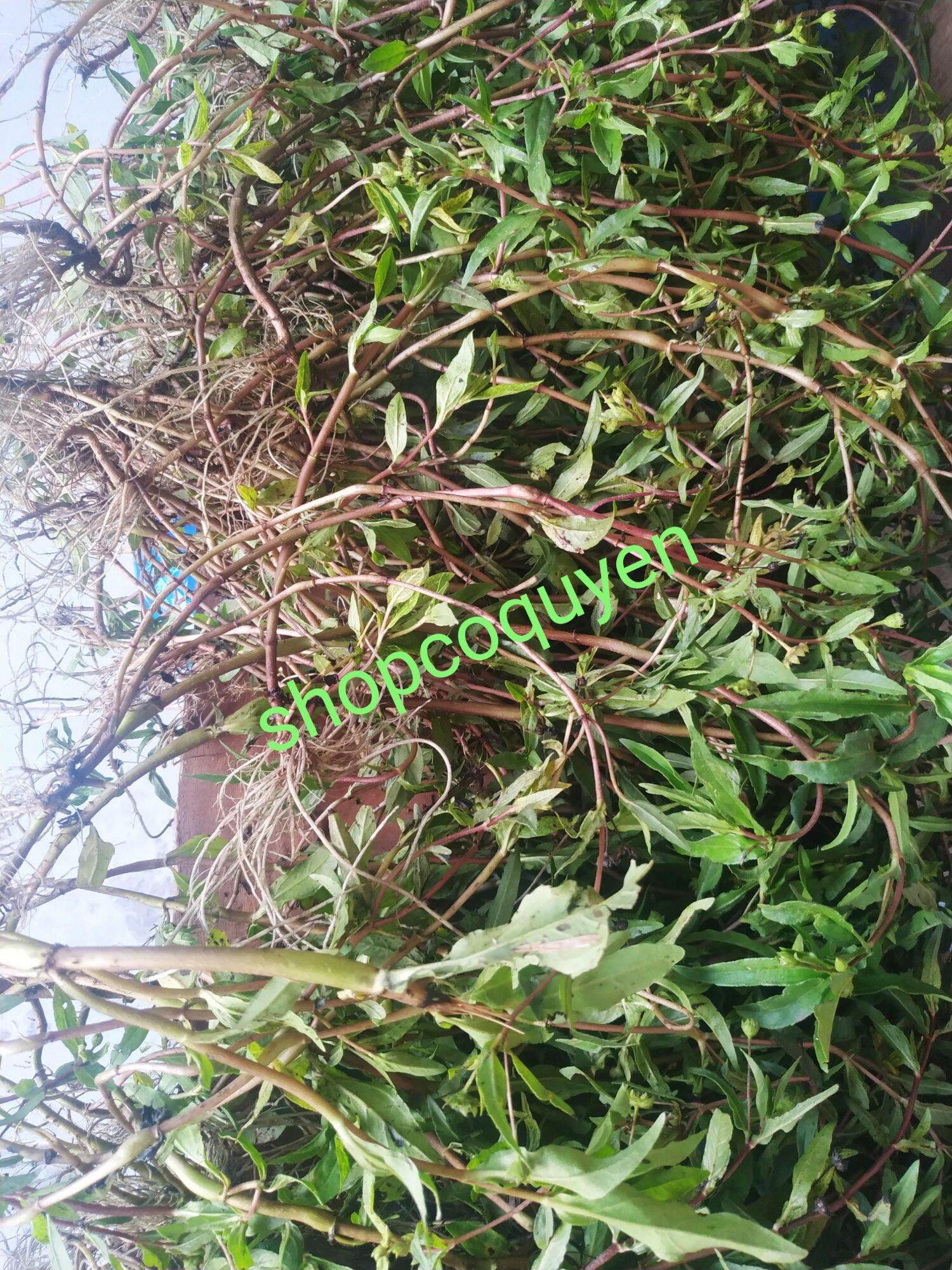 Cây cỏ mực tươi 1 kg