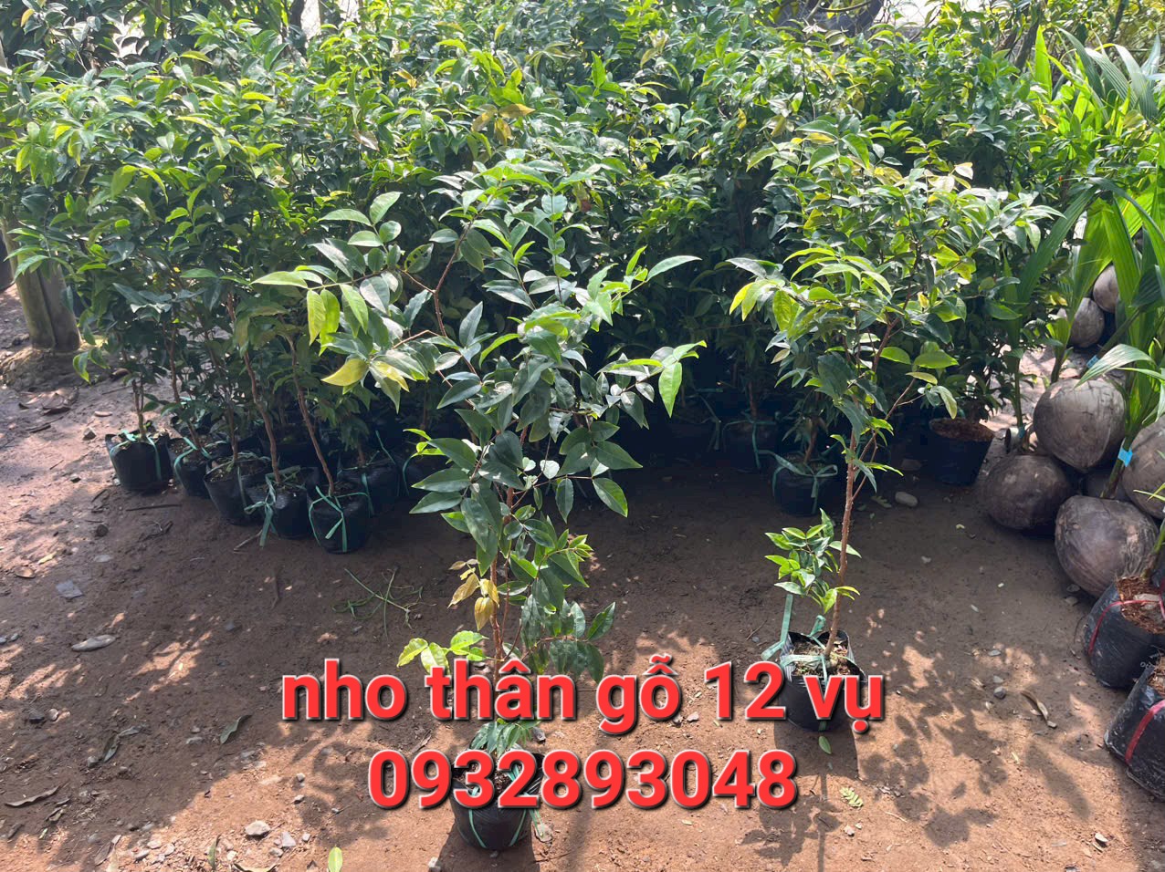 Wooden Grain Grape Seedlings 12 Crops/ Quarterly, Depending on the Lot, for Male Children in the South