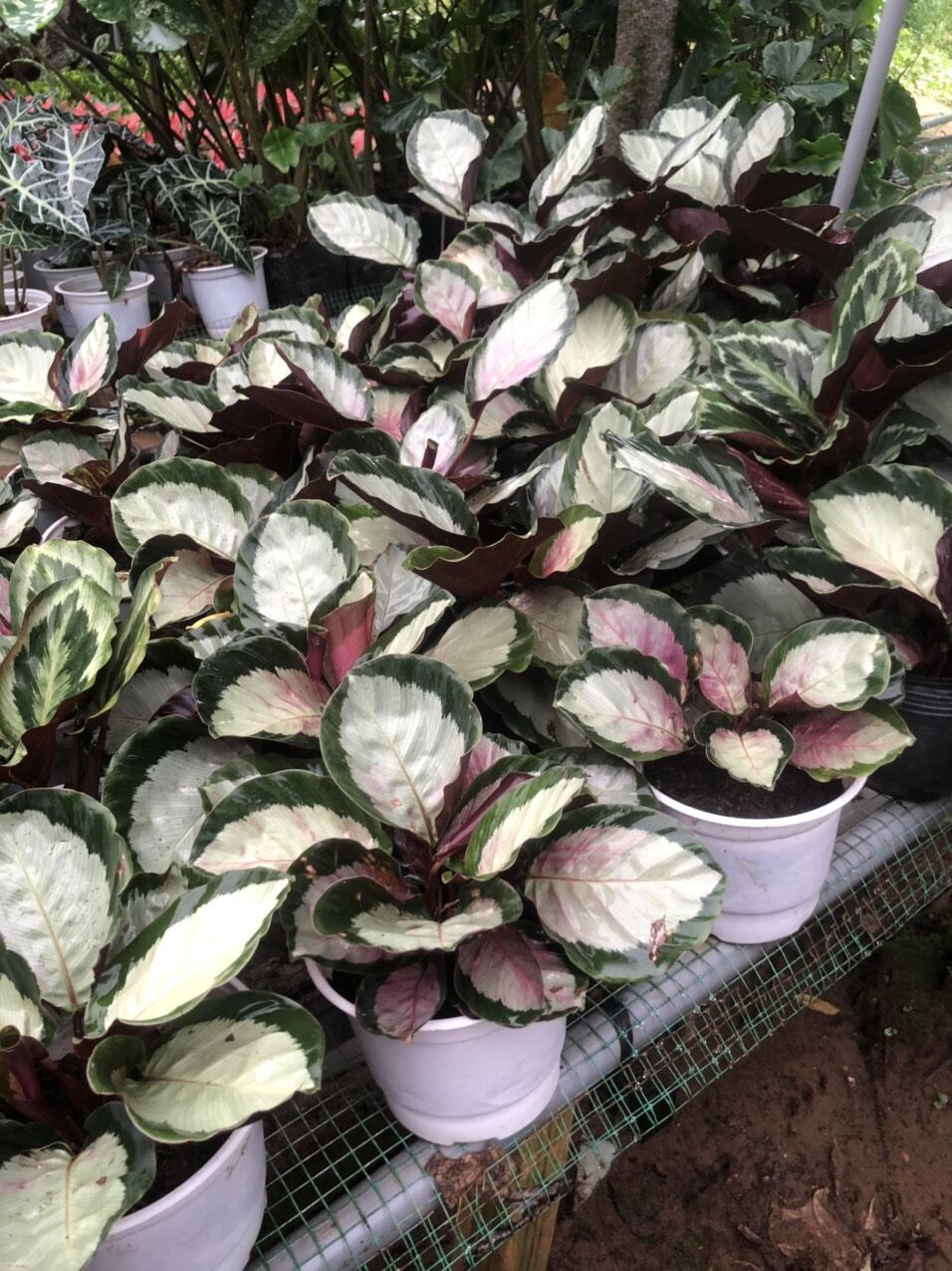 Cây đuôi công bạc xanh - calathea silver