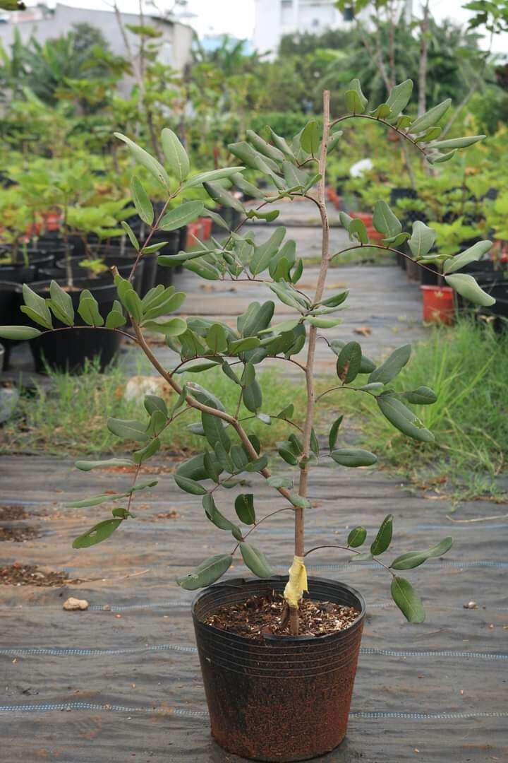 cây giống nhãn long tím