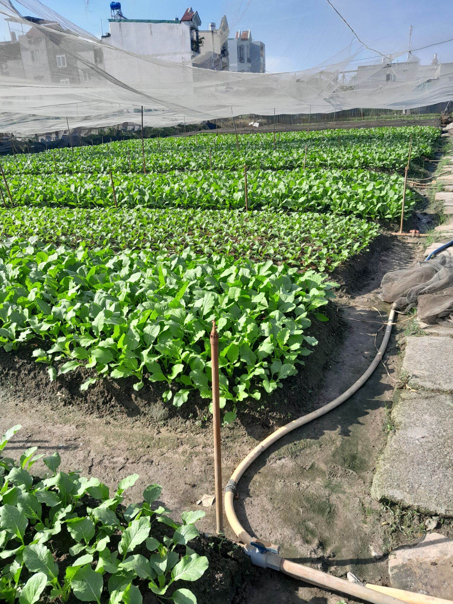PHÂN BÓN  ĐẠM CÁ - HUMIC 1L