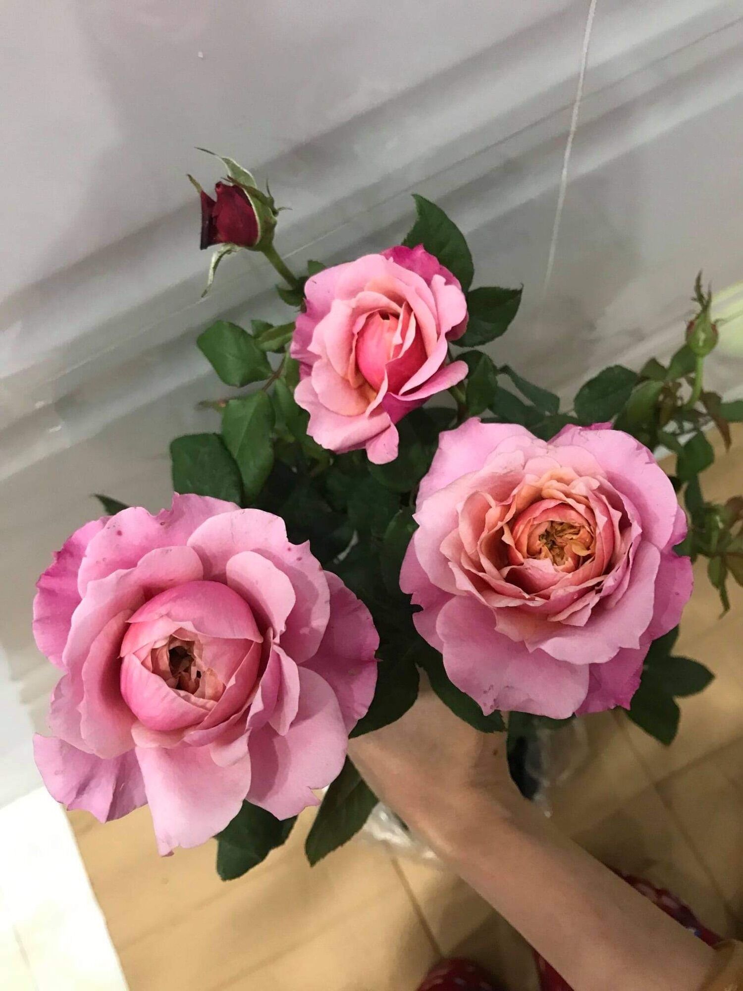 Hoa hồng ngoại Miyabi rose