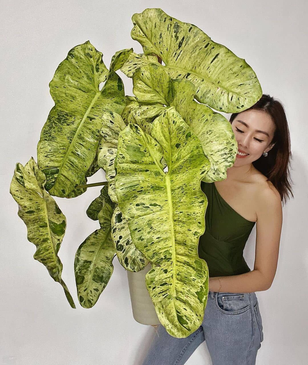 Cây Philodendron Paraiso Verde Variegated
