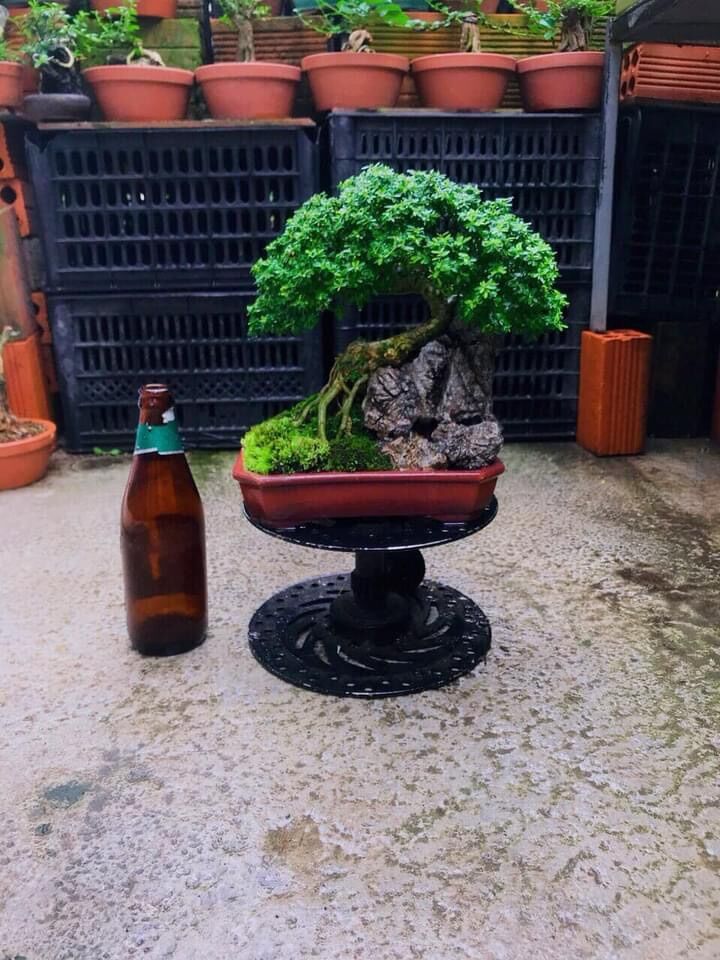 Đá ghép cây bonsai mini. trang trí bể cá cảnh
