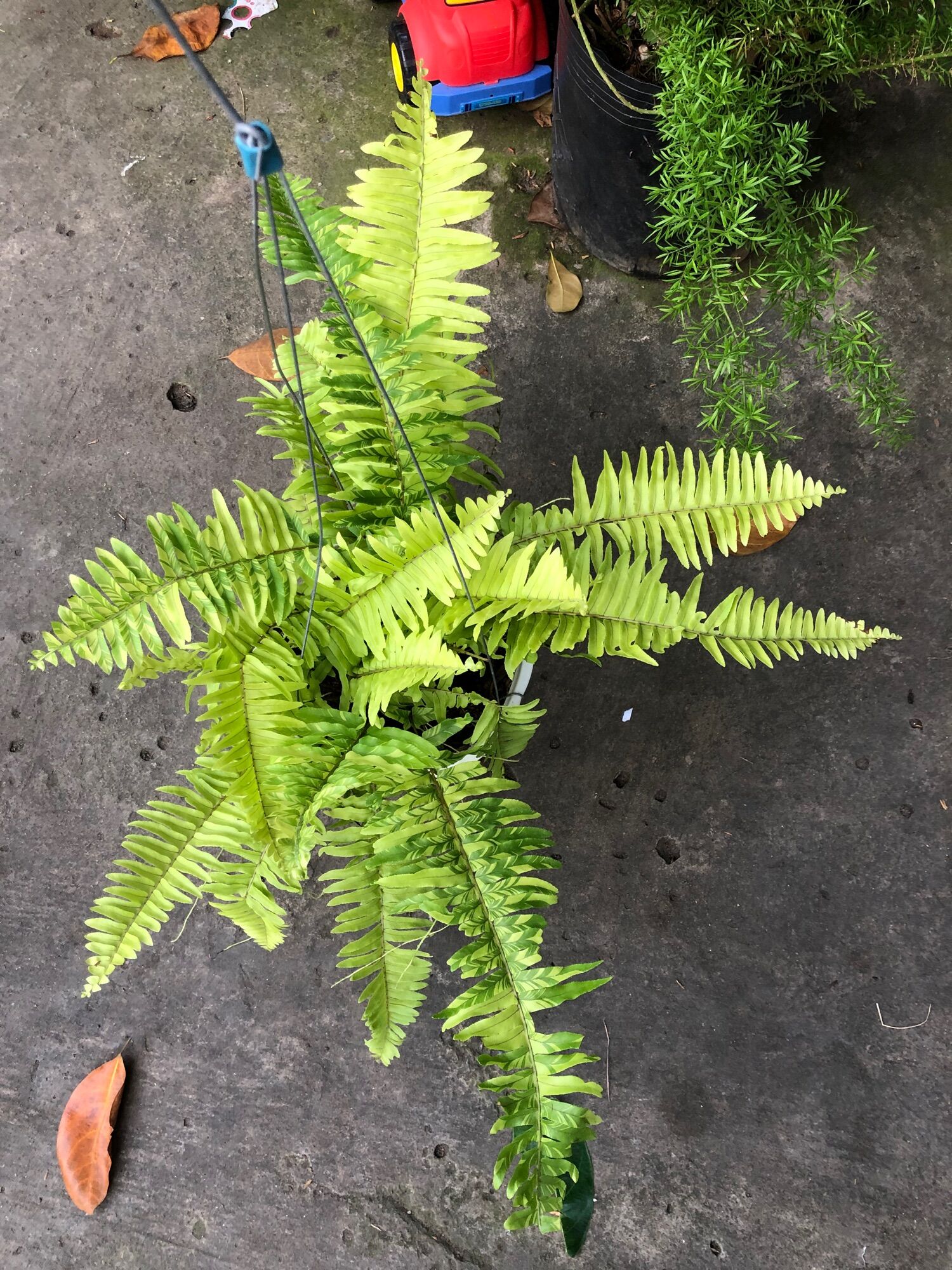 Dương xỉ var/dương xỉ đột biến/dương xỉ cẩm thạch