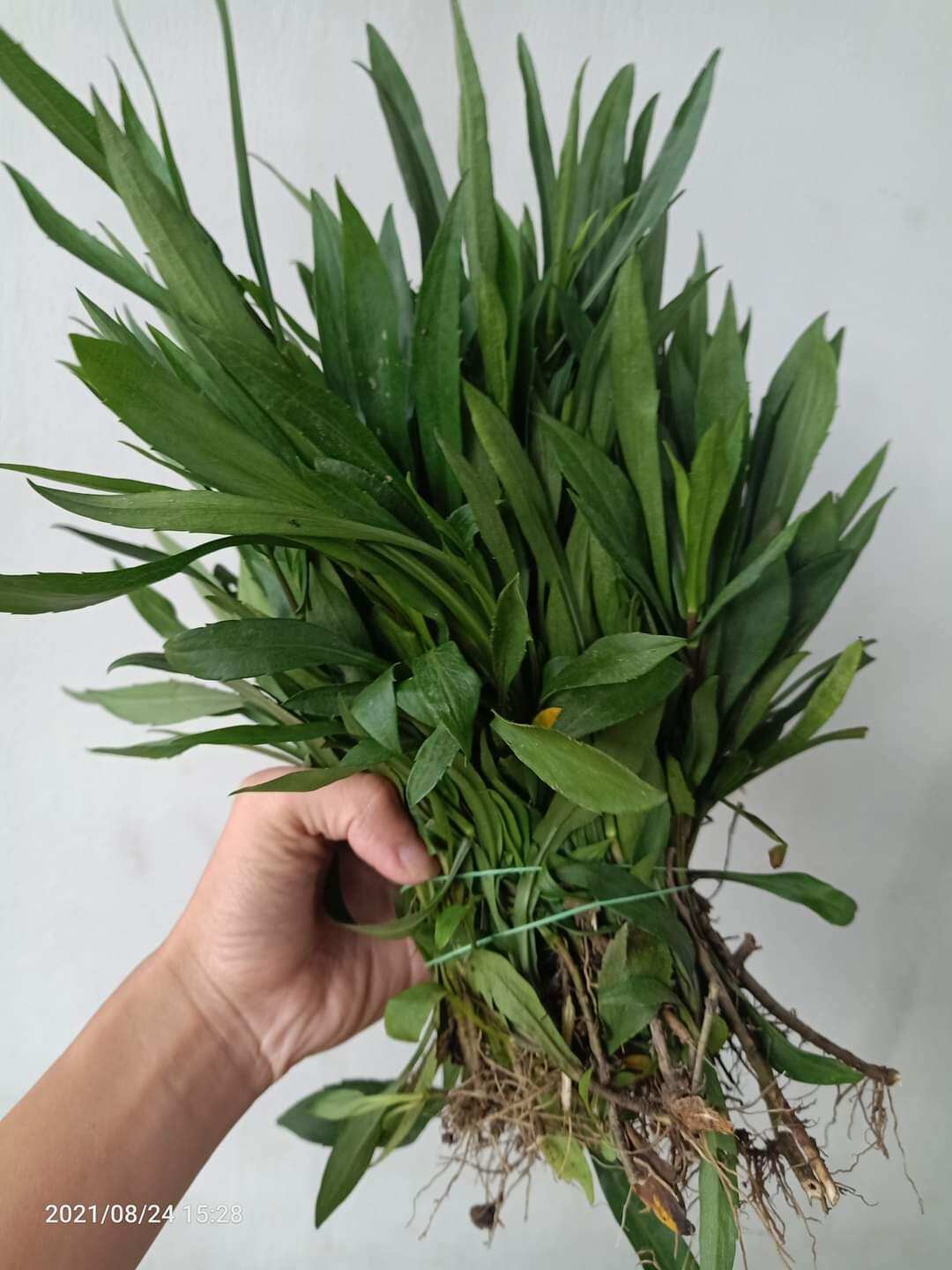 30 cây giống thạch thảo trắng
