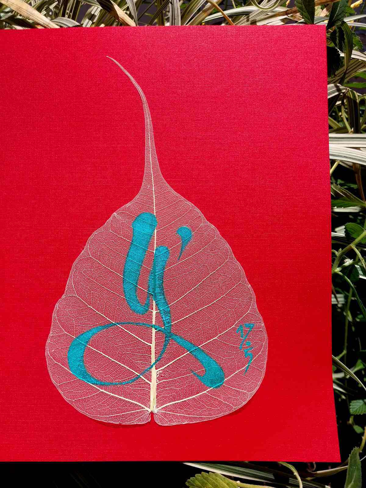 Xương lá size lớn ngang từ 13 -15cm