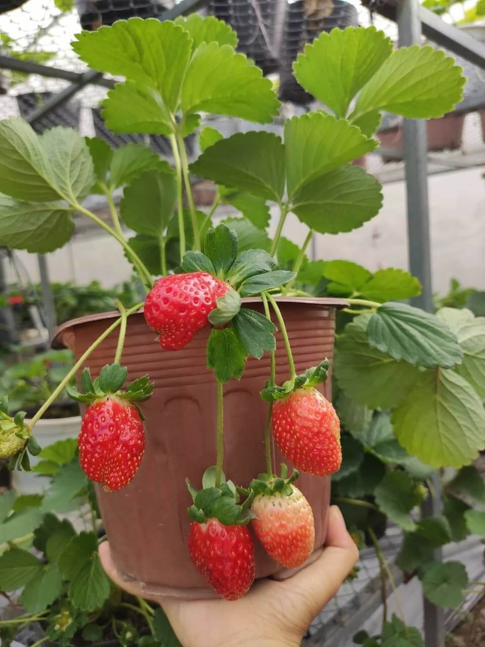 combo 10 cây dâu cấy mô new trong vỉ