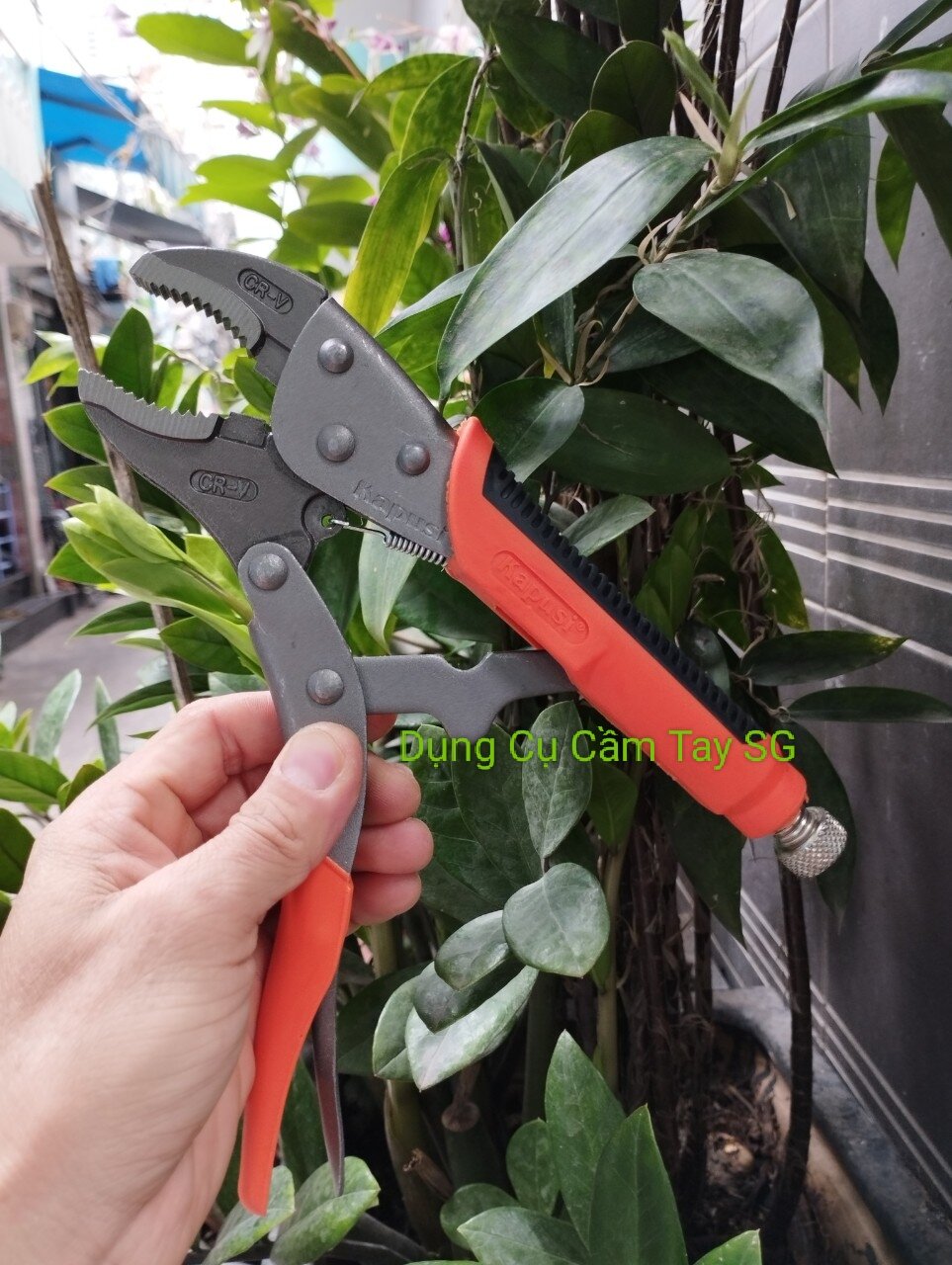 Kìm Bấm Chết Kapusi hoặc Aski Japan