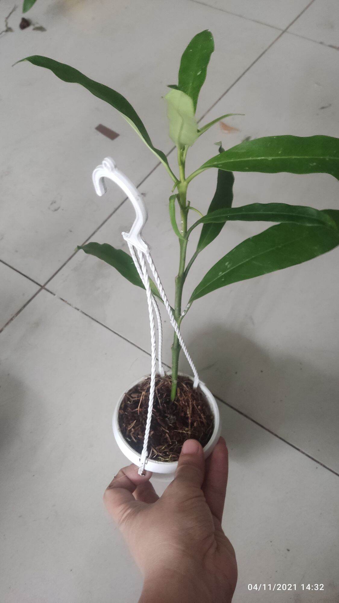 Cẩm cù tên lửa Multiflora