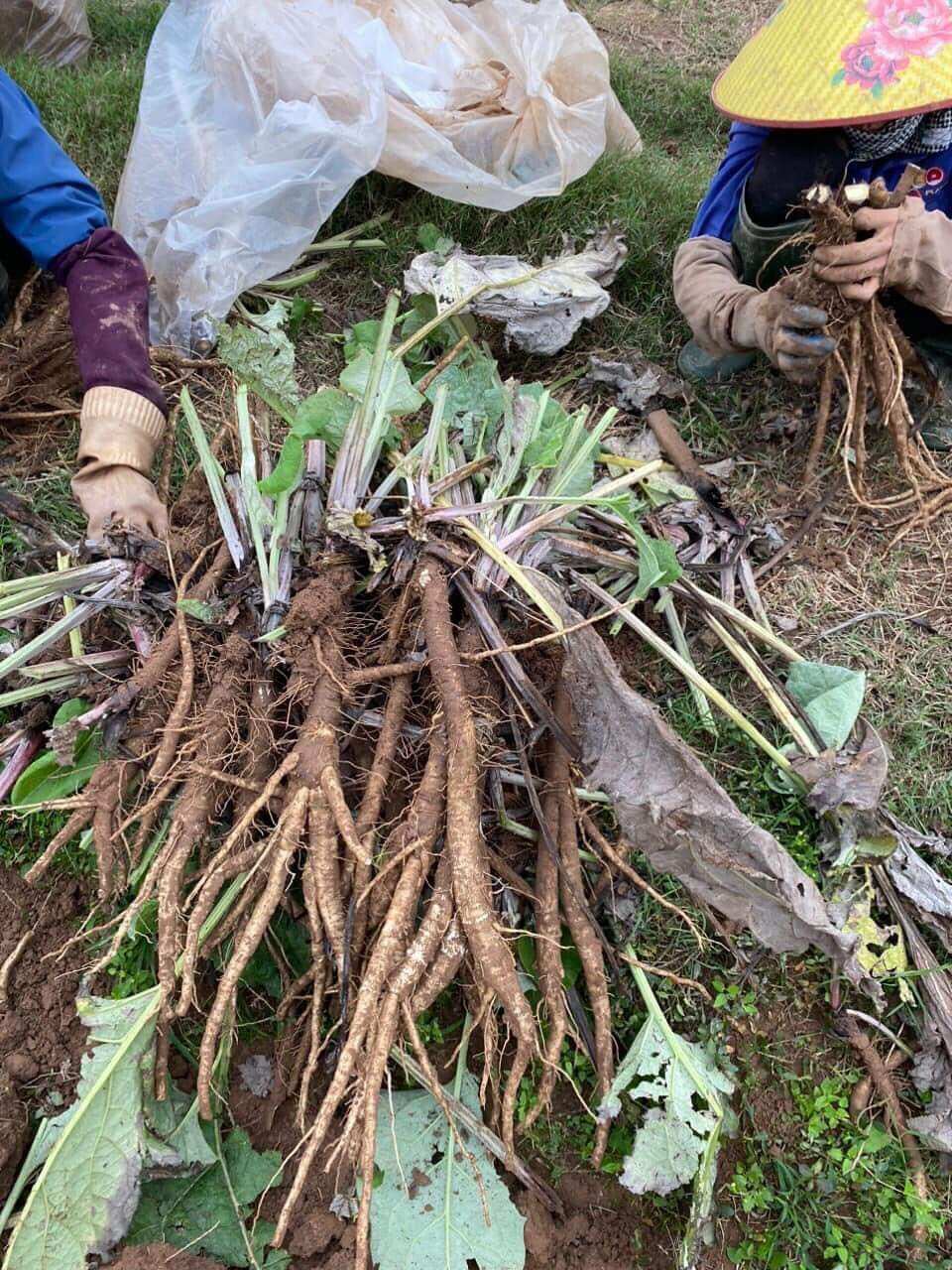 Trà ngưu bàng Đông Sâm, hộp 100g