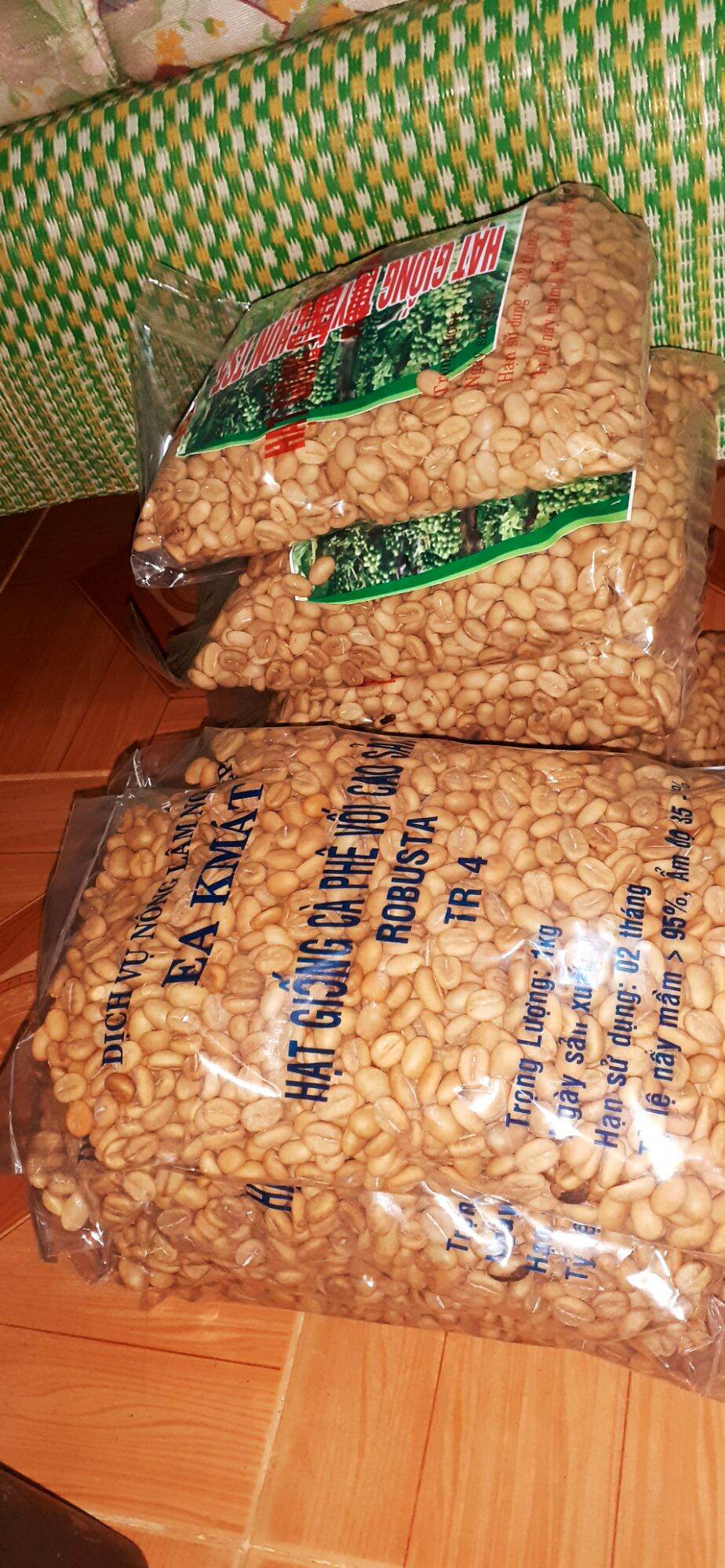 1KG Hạt giống cà phê TR4