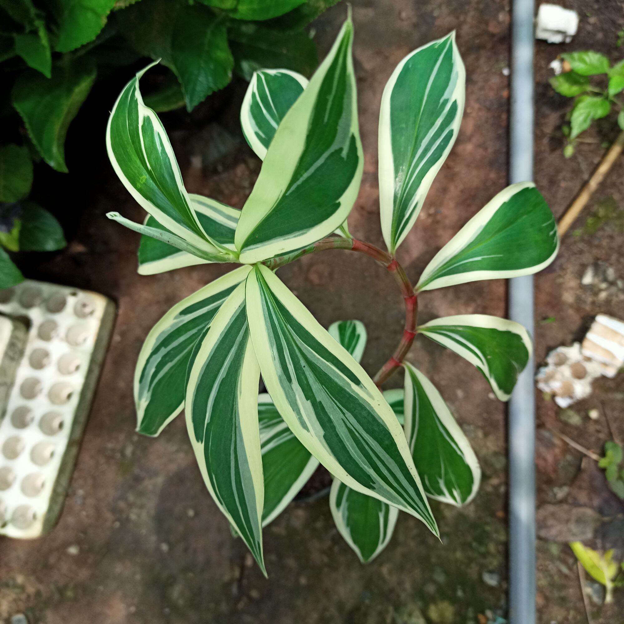 Cây chong chóng var - spiral ginger var - costus arabicus var