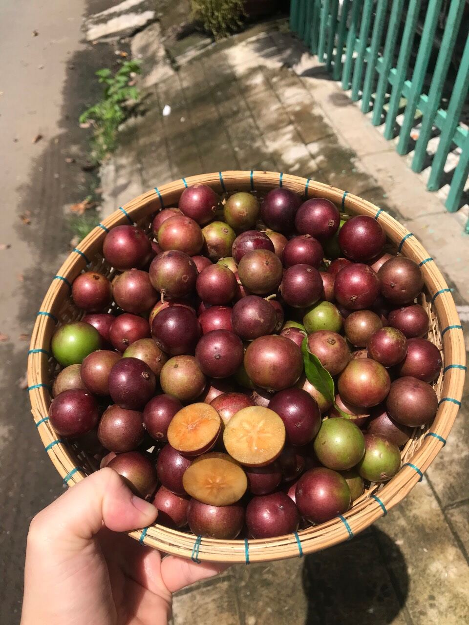 Chậu cây hồng quân 8 tháng tuổi