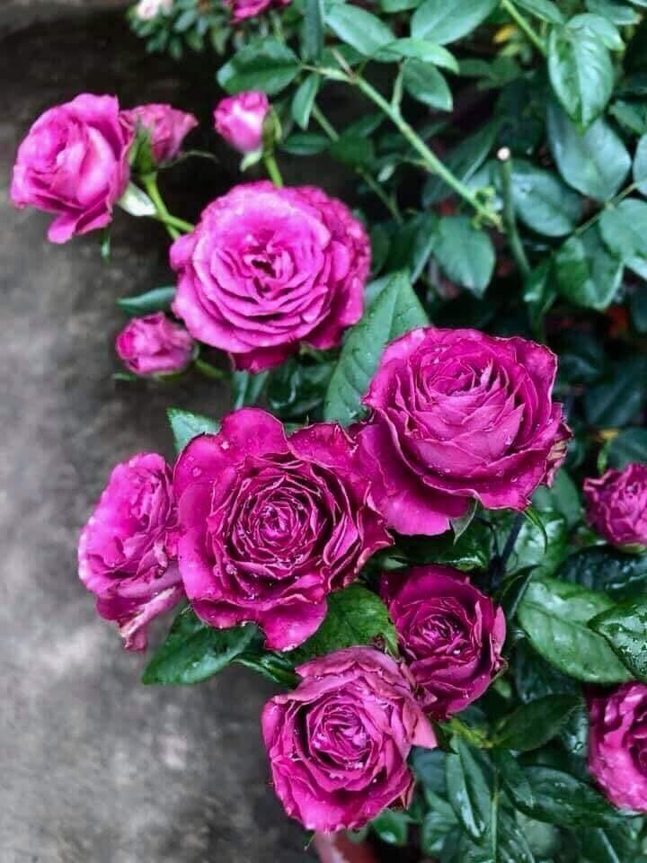 Hoa hồng ngoại nb Variety rose size trung