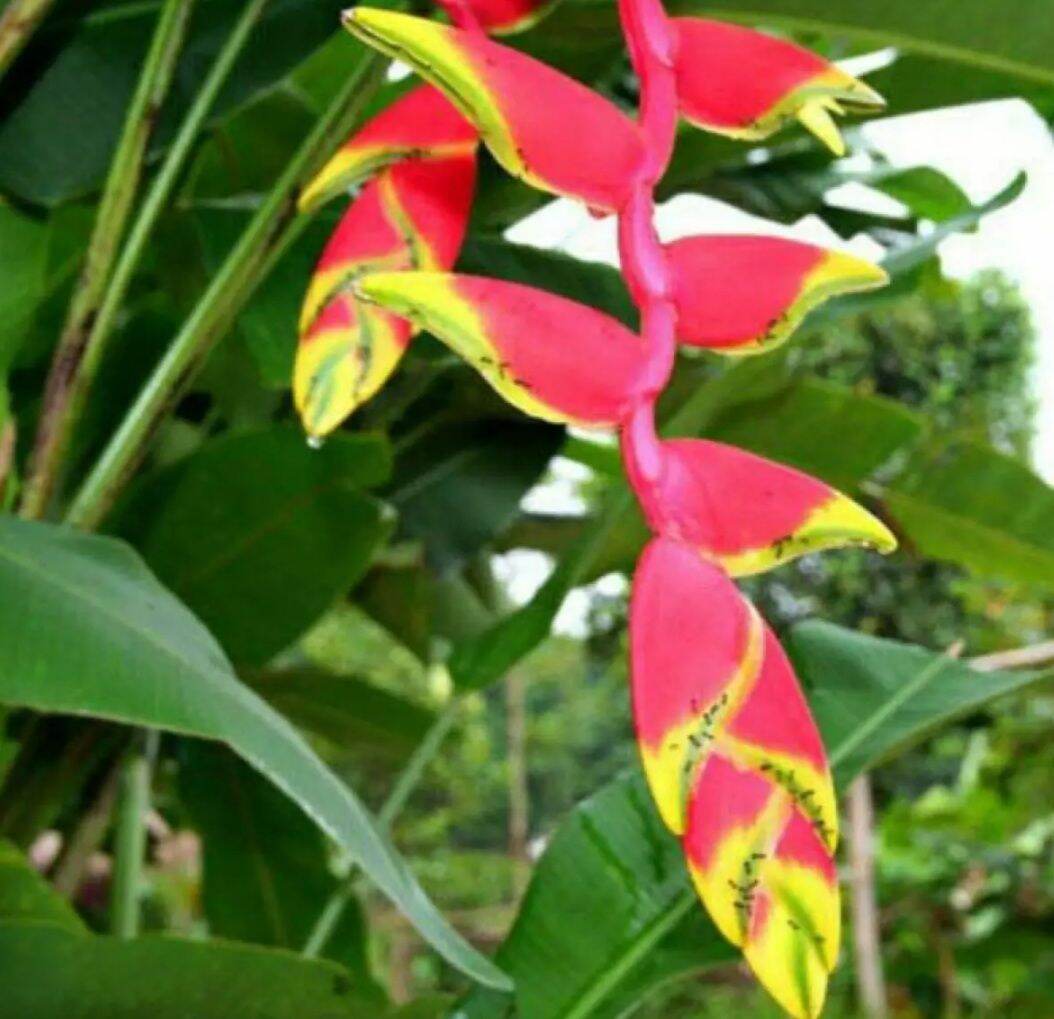 Giống cây Tràng Pháo đỏ
