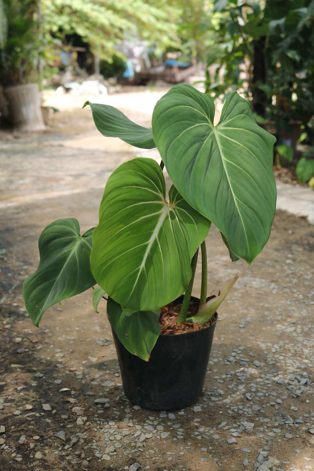 Philodendron Gloriosum plant- Cây trầu gloriosum