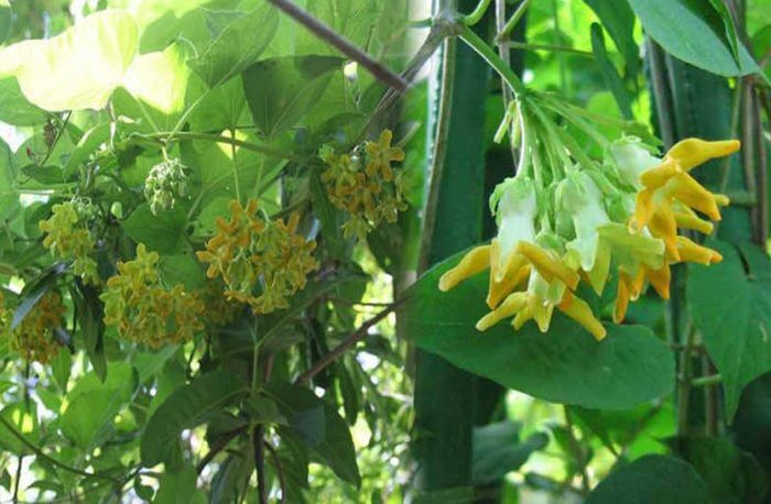 Cây hoa thiên lý giống