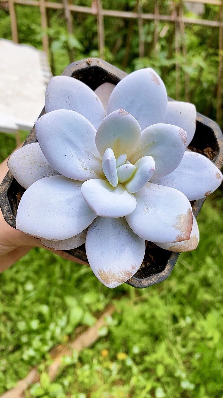 Sen đá laui trắng Hồng