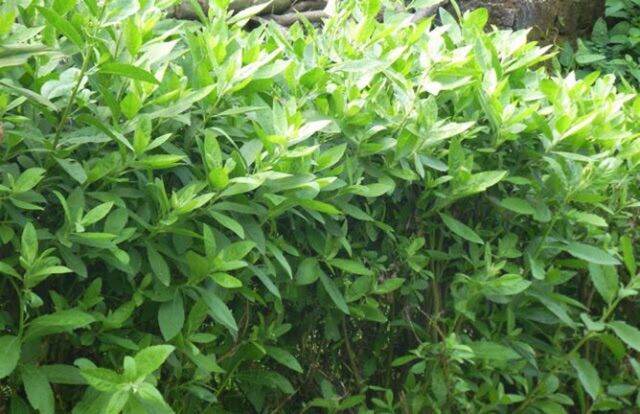 1kg cây cúc tần