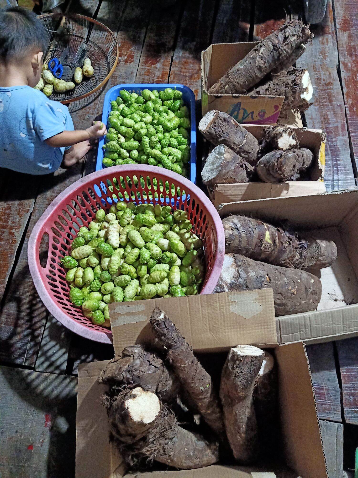 Combo 5Kg Củ Bạc Hà Núi An Giang -7 Núi