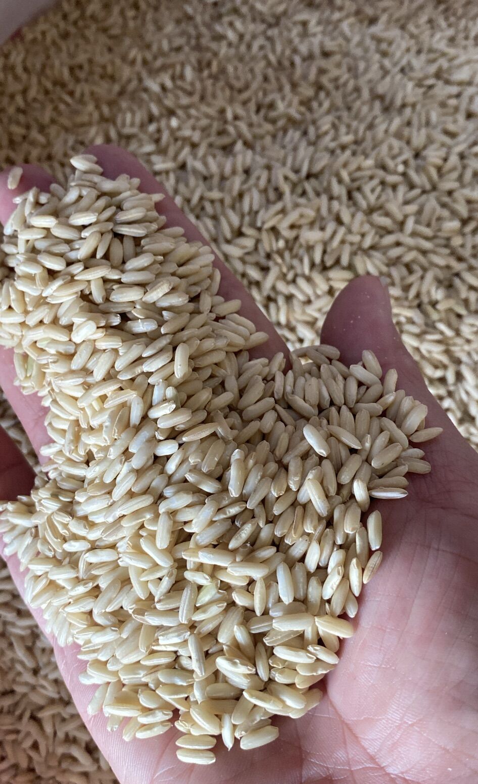 [HCM]NẾP LỨT SÁP NGỖNG ( HẠT DÀI)
