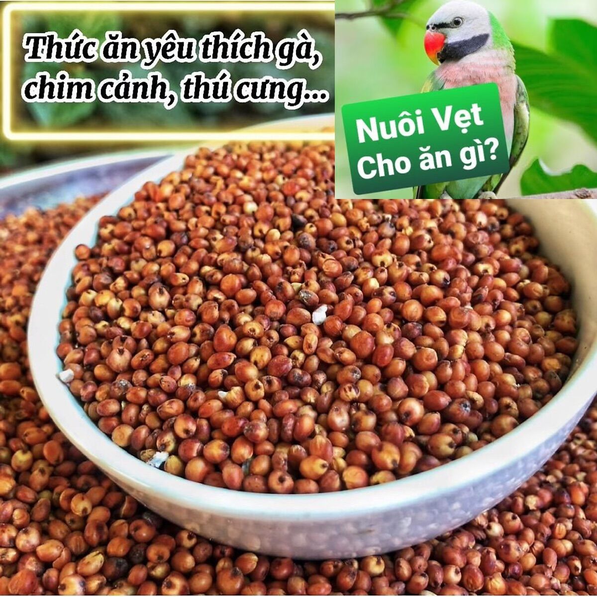 Hạt bo bo đỏ- thức ăn yêu thích của chim cảnh, chiến kê